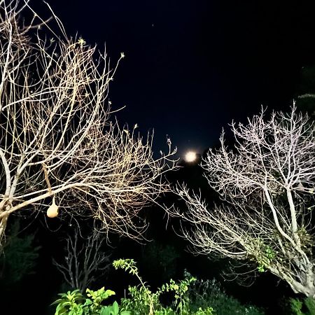 The Asgard Kasauli Bed & Breakfast Eksteriør bilde