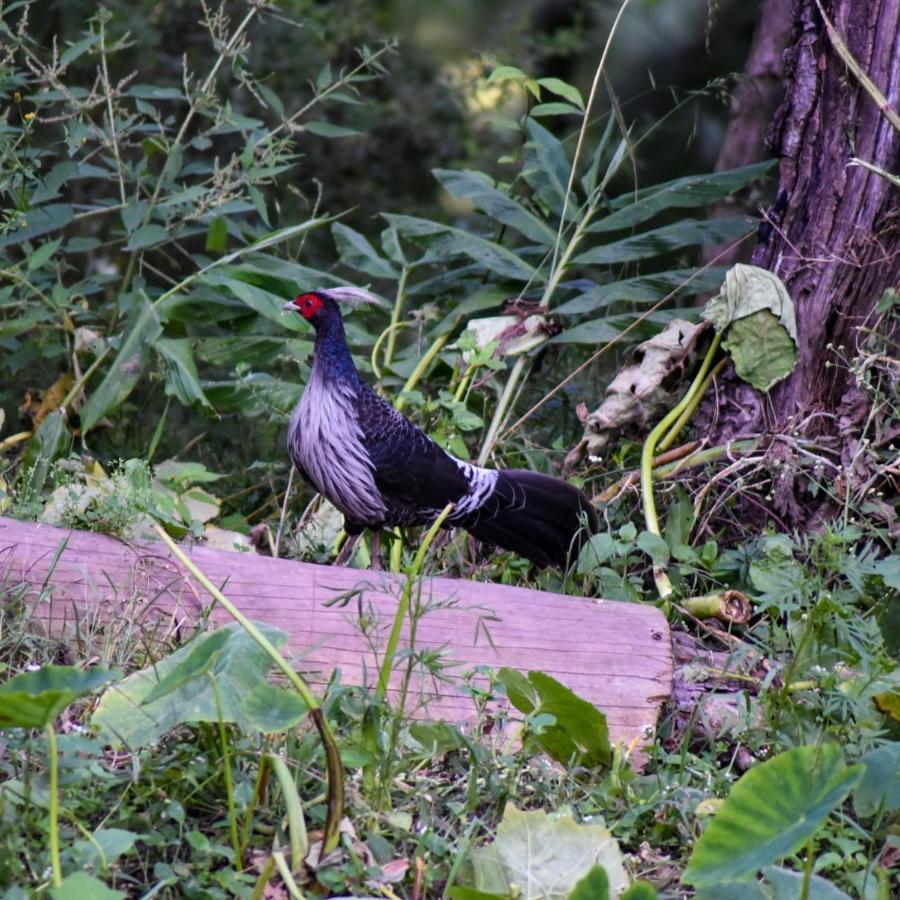 The Asgard Kasauli Bed & Breakfast Eksteriør bilde